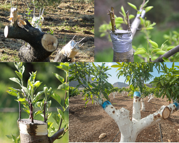 Grafting & Plant Propagation