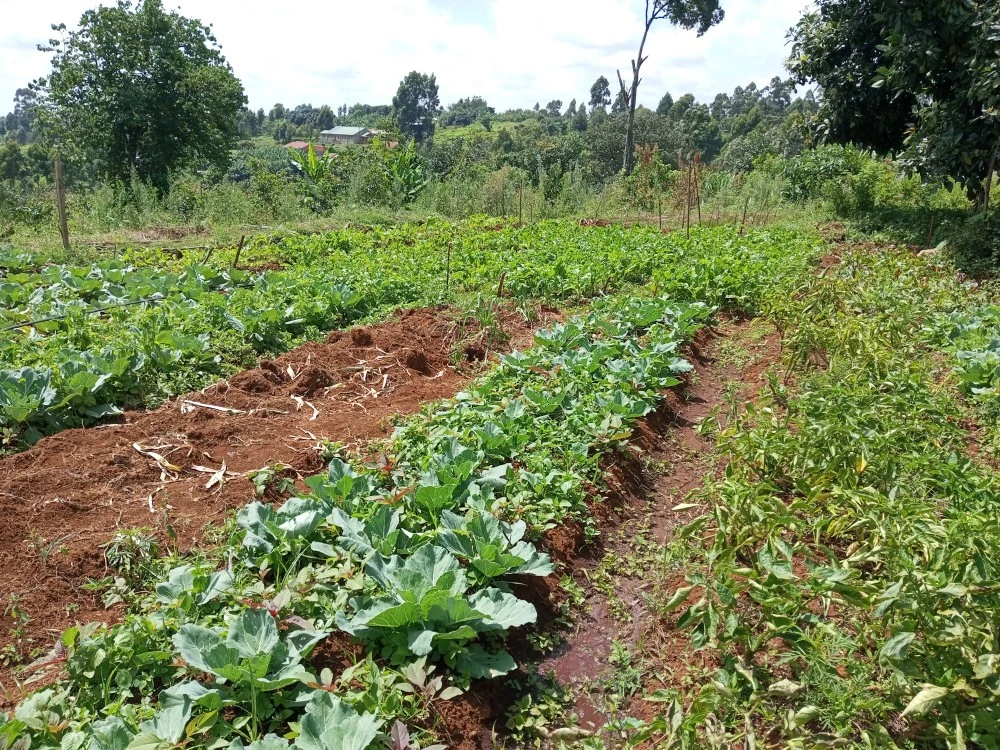 Organic Farming Consultation